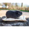 05 - Coussin carré pour petits animaux – Image 5