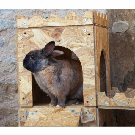 01 - ModuloNAC - Le Château XL 4 en 1 pour lapin – Image 10