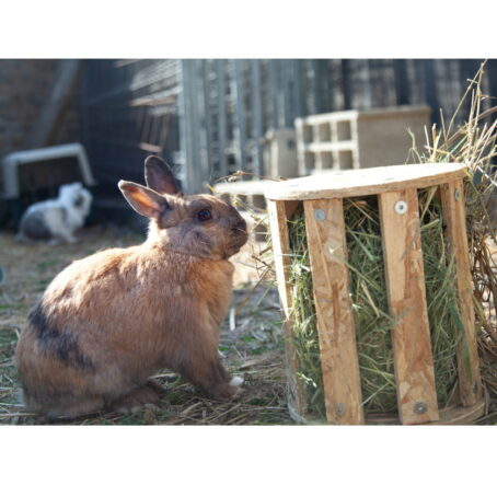 06 - Râtelier à foin pour lapin ou cochon d'inde – Image 5