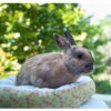 17 - Panier pour petits animaux – Image 3