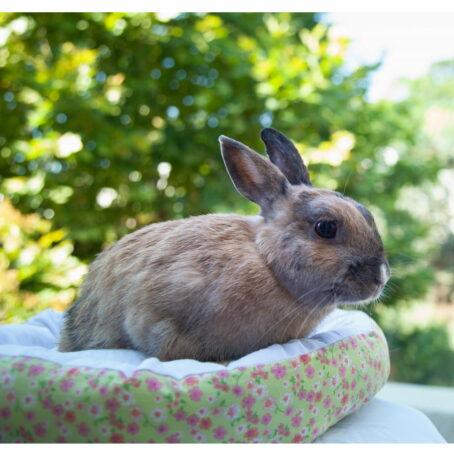 17 - Panier pour petits animaux – Image 3