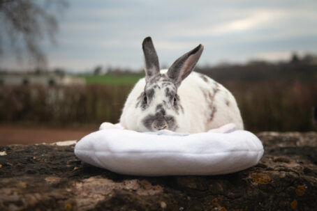 37 - PersoDodo : coussin lapin personnalisé – Image 3
