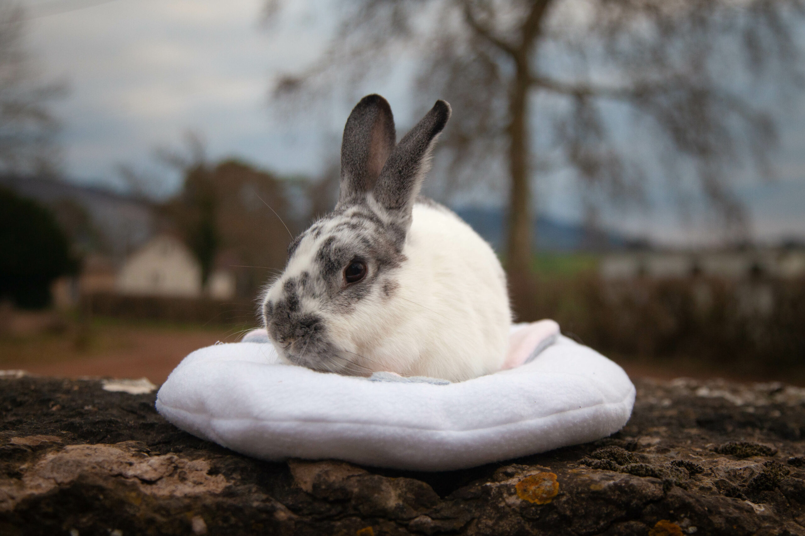 Coussin enfant personnalisé LAPIN