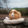 36 - PersoDodo : coussin cochon d'inde personnalisé – Image 6