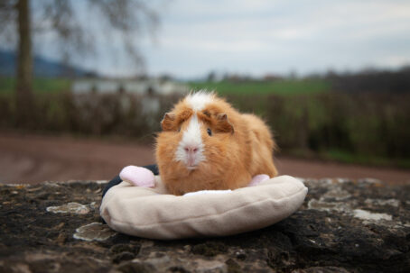 36 - PersoDodo : coussin cochon d'inde personnalisé – Image 6