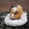 36 - PersoDodo : coussin cochon d'inde personnalisé – Image 5