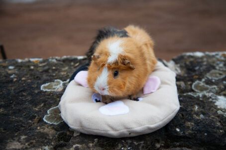 36 - PersoDodo : coussin cochon d'inde personnalisé – Image 5