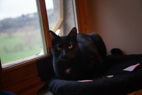 38 - PersoDodo : coussin chat personnalisé – Image 4