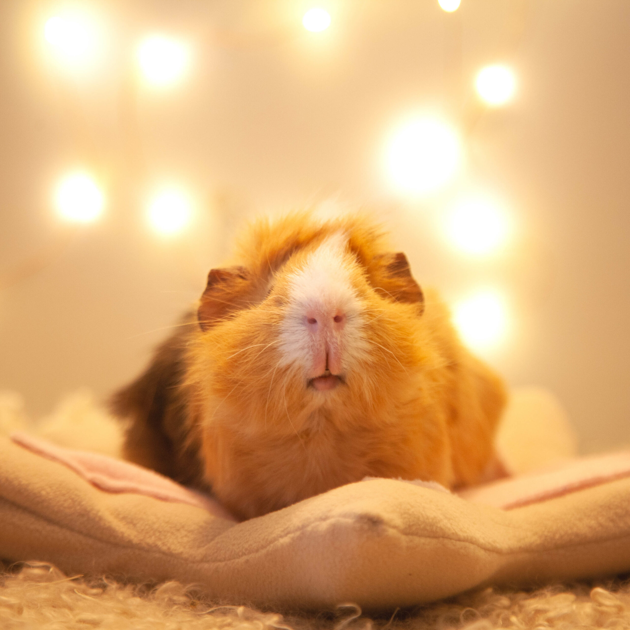 65 - Dodo étoile – Image 4