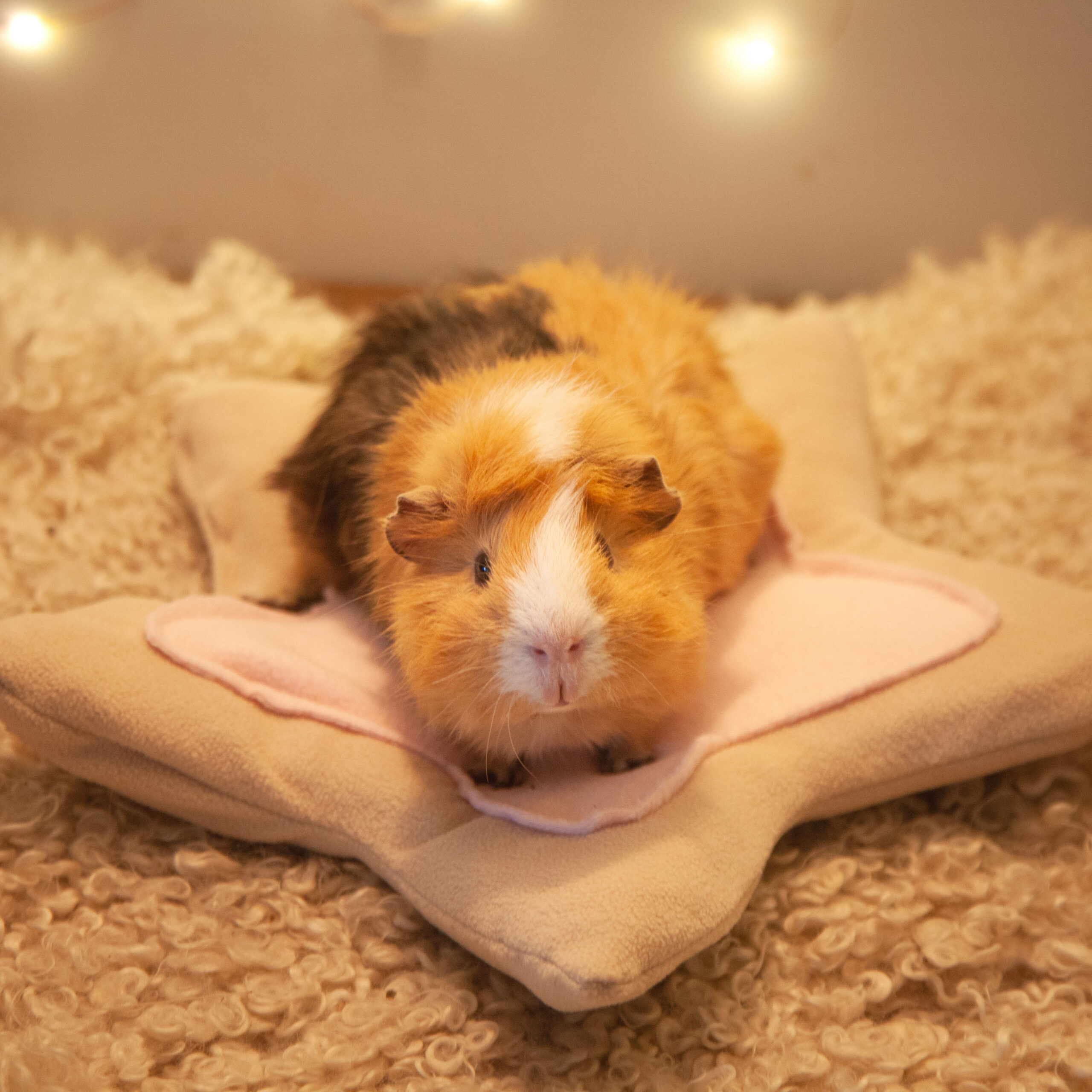 65 - Dodo étoile – Image 3