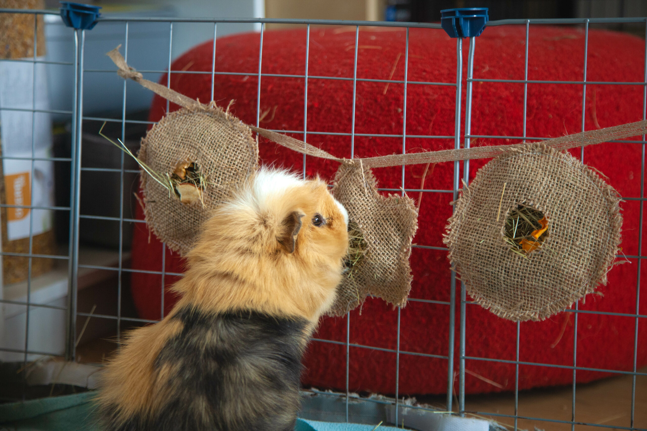 66 – Jouet guirlande de Noel